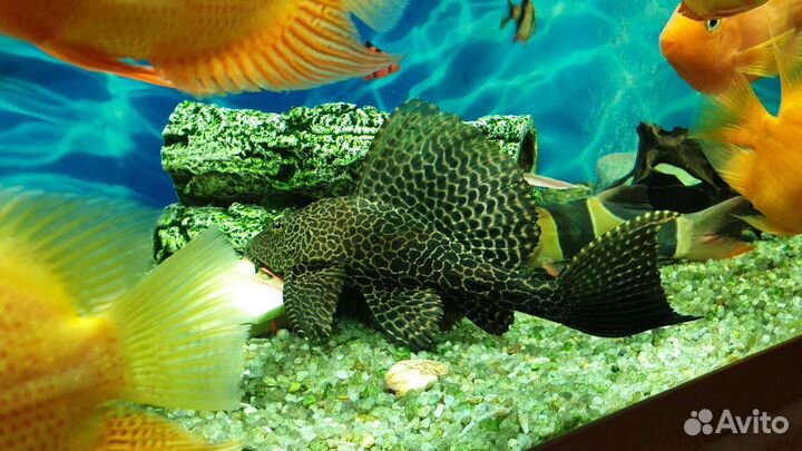 Сом парчовый птеригоплихт