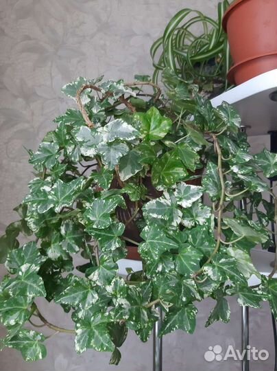 Плющ пестролистный