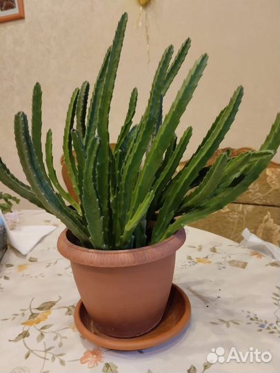 Стапелия красная хищнный цветок