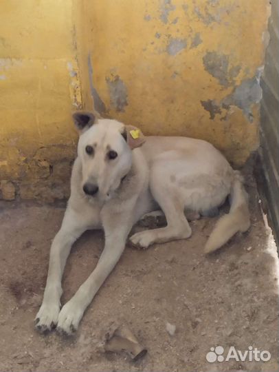 Меня предали и сдали в отлов