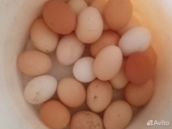 Домашние куриные яйца