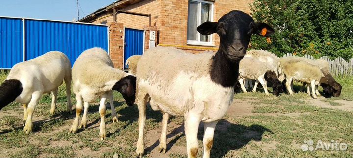 Овцы бараны дорпер