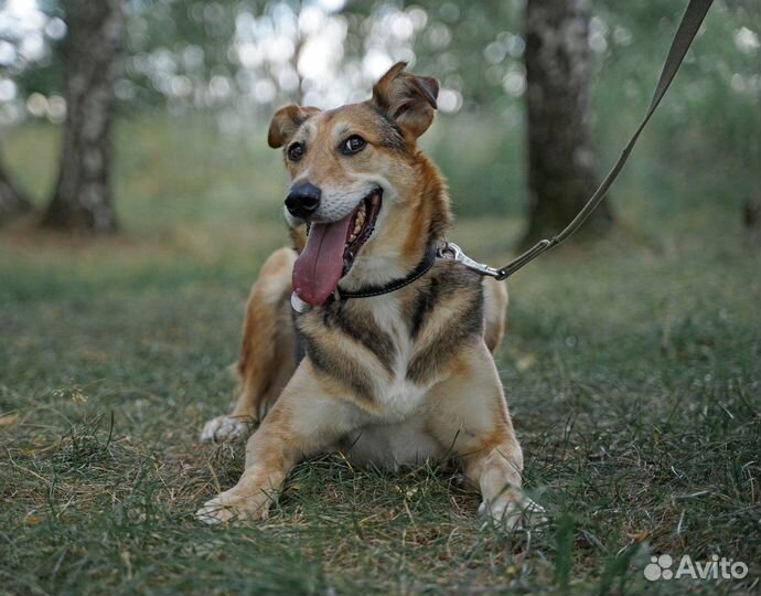 Патрик ждет своего хозяина