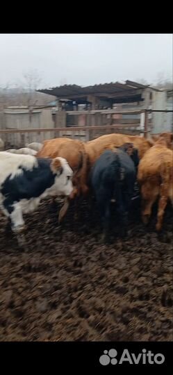 Бычки подсоса