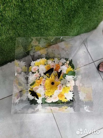 Живые бабочки в подарок