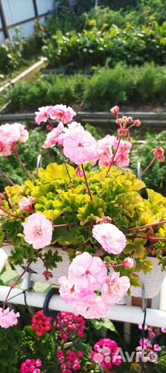 Герань пеларгония