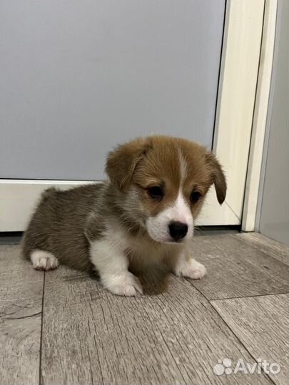 Щенки корги