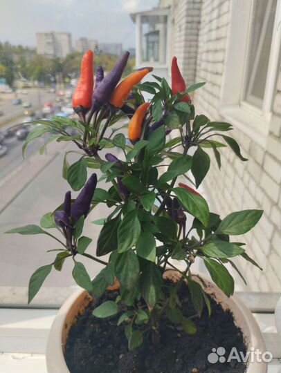 Перец комнатный острый