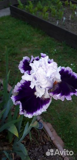 Многолетние цветы из моего сада