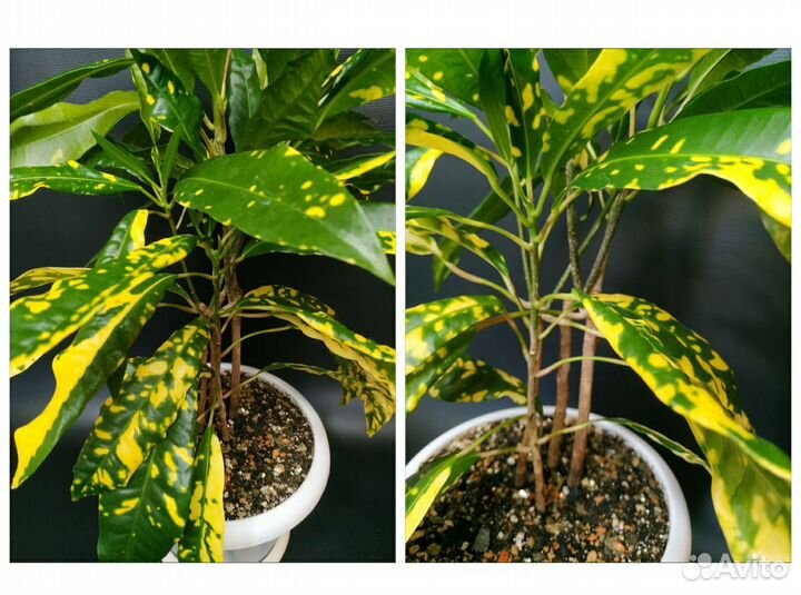 Кротоны, ч. 3