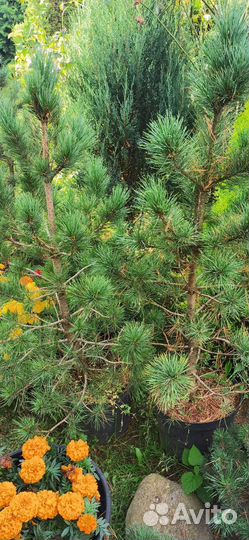 Сосна кедровая, кедр, с15