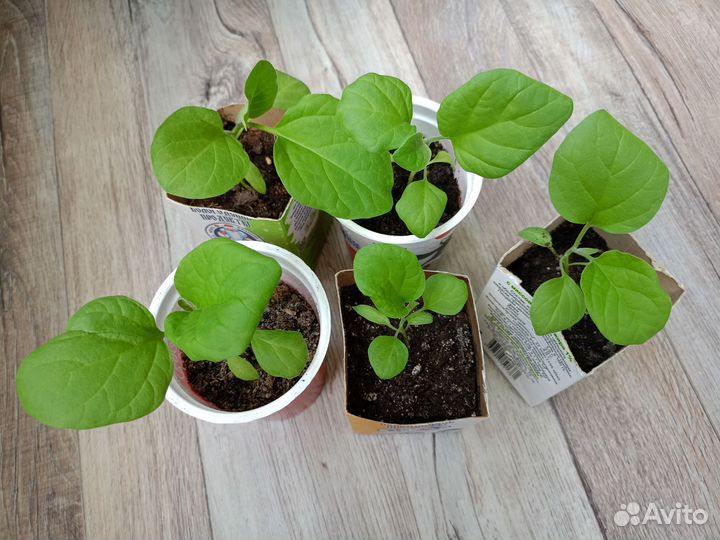 Рассада баклажан