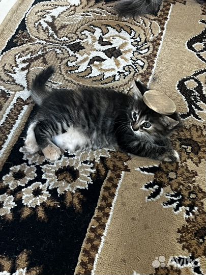 Продаётся котёнок. Почти рысь