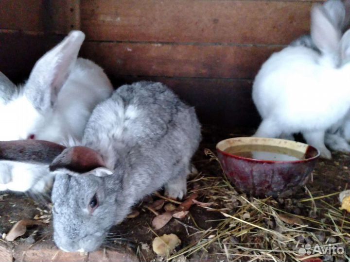 Кролики мясных пород