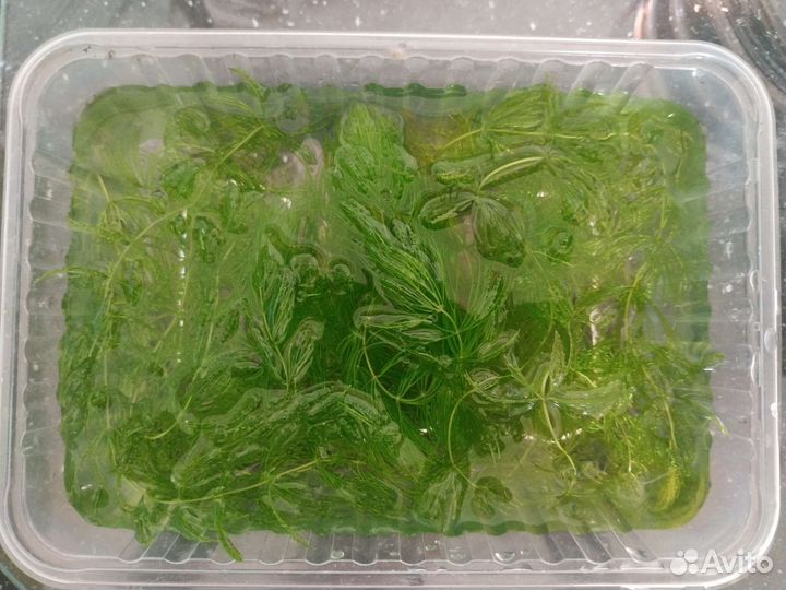 Креветки Блю Дрим