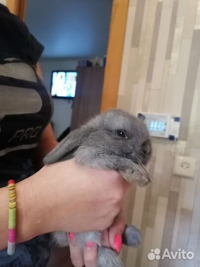 Кролик баран вислоухий