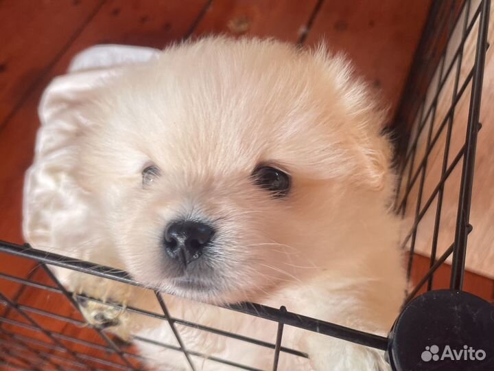 Щенки шпица