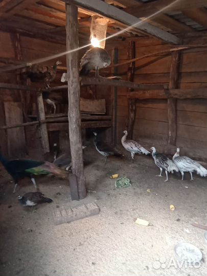 Павлины, фазаны, декоративные утки