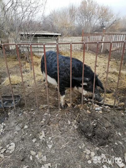 Продам поросят венгерской пуховой мангалицы