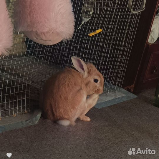 Вязка декоративного кролика бесплатно