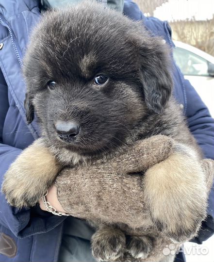 Монгольский банхар щенки