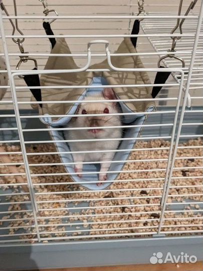 Гамак для грызунов