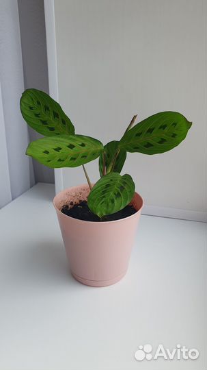 Маранта триколор