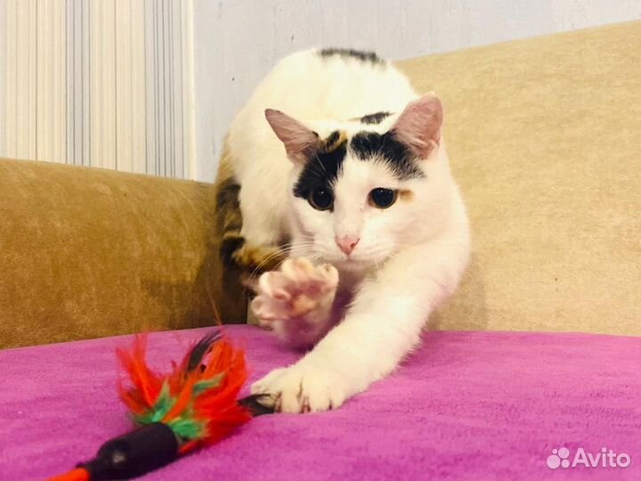 Кошечка в добрые руки