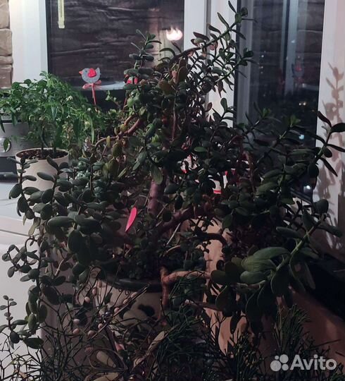 Толстянка денежное дерево