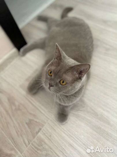 Кот в добрые руки