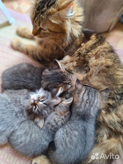 Котята сибирской кошки