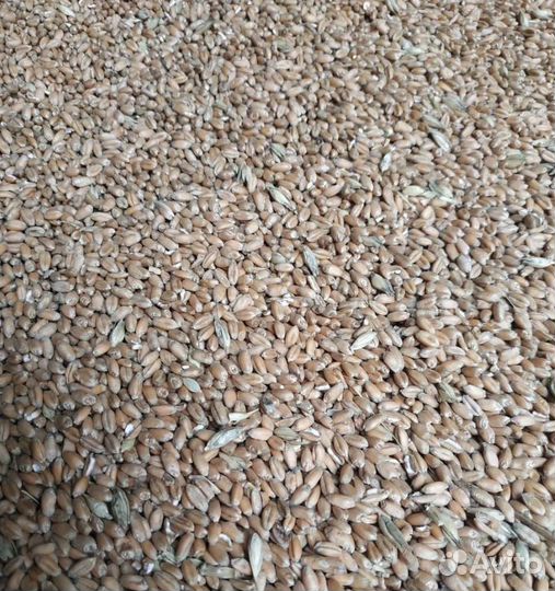 Кормовая кукуруза, Подсолнечник корма