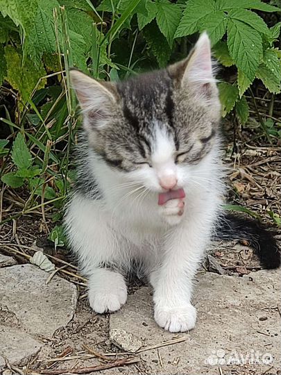 Кошка в дар бесплатно