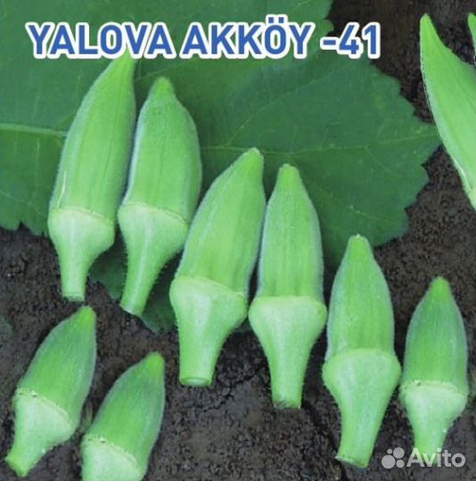 Бамия «Yalova Akköy 41» («Султани») 15 семян