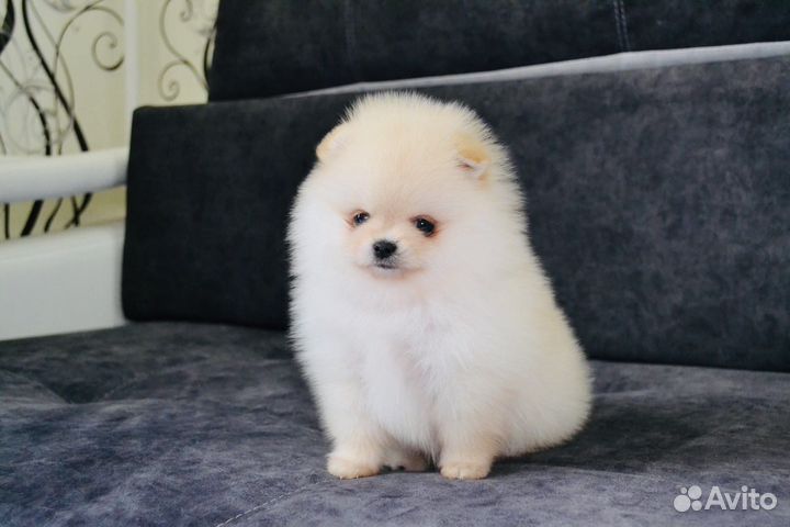 Щенки померанского шпица мини и стандарт