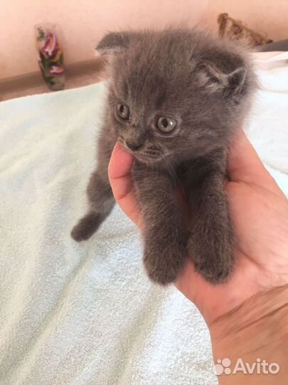 Котята британец шотландцы