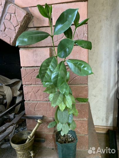 Гуайява желтая