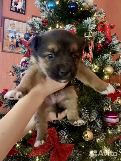 Отдам в добрые руки малышей