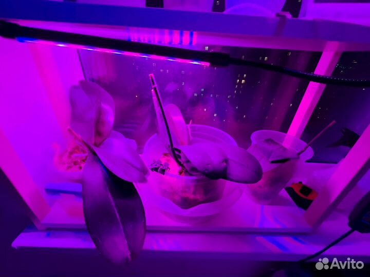 Орхидея фаленопсис 10 штук