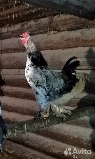 Петух, брама и китайский шелковый