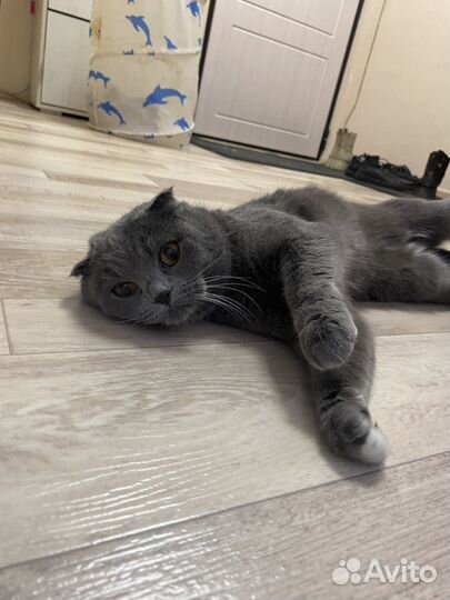 Британская вислоухая кошка