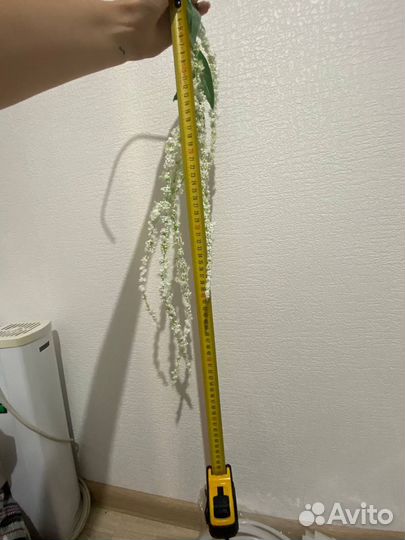 Цветы декоративные