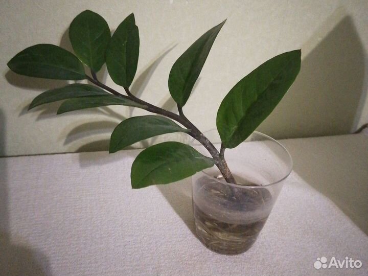 Замиокулькас