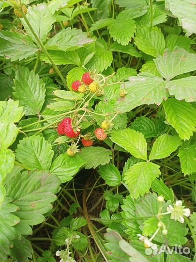 Кустики земляники лесной