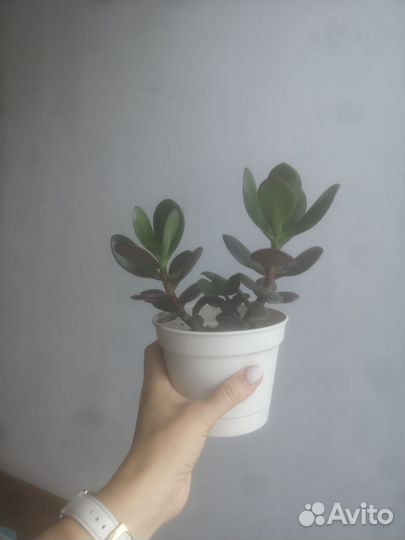 Фикус каучуконосный, эластика, денежное дерево