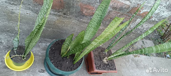 Комнатные цветы сансиверия