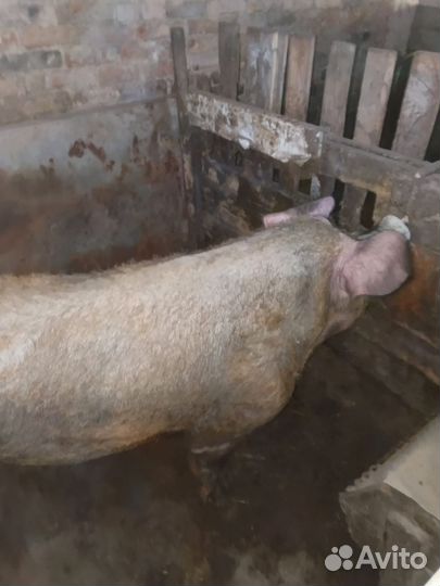 Продам хряка