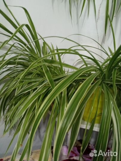 Хлорофитум