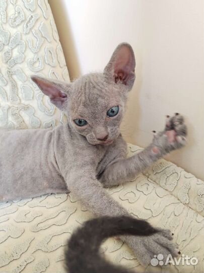 Донской сфинкс котята