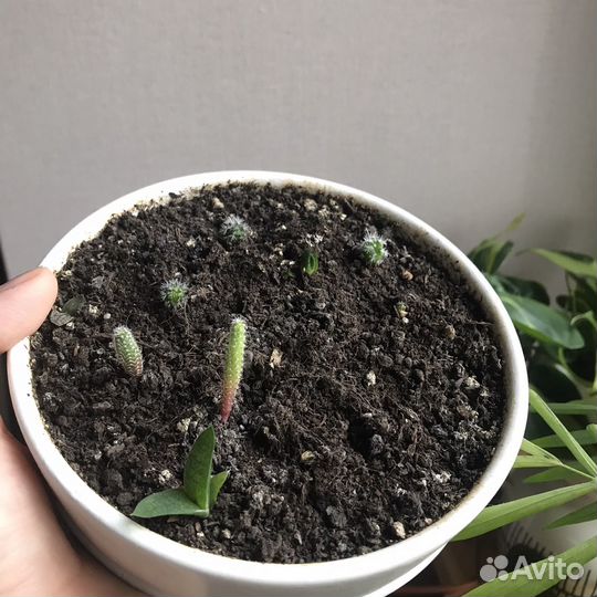 Кактусы и суккуленты